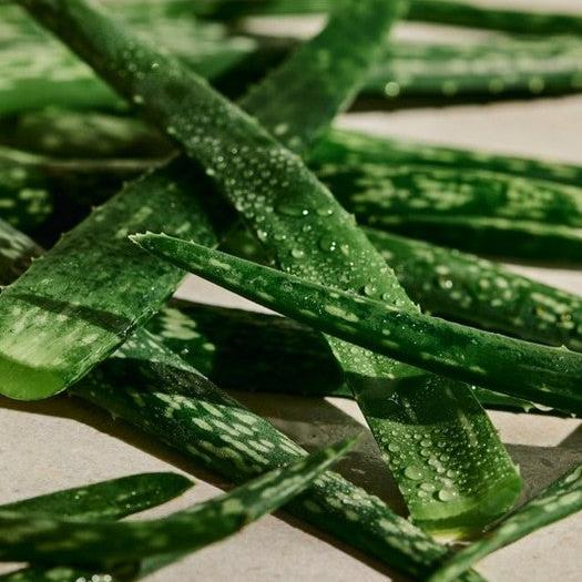 Aloe Soothing Toner - Image 5