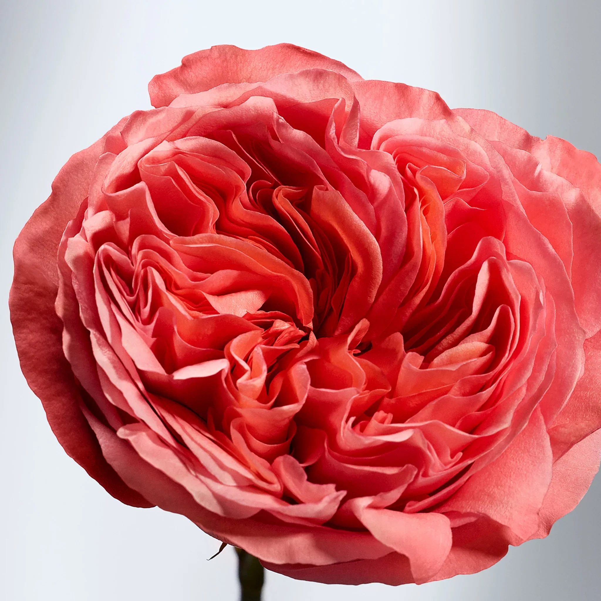 British Rose Eau de Toilette - Image 3